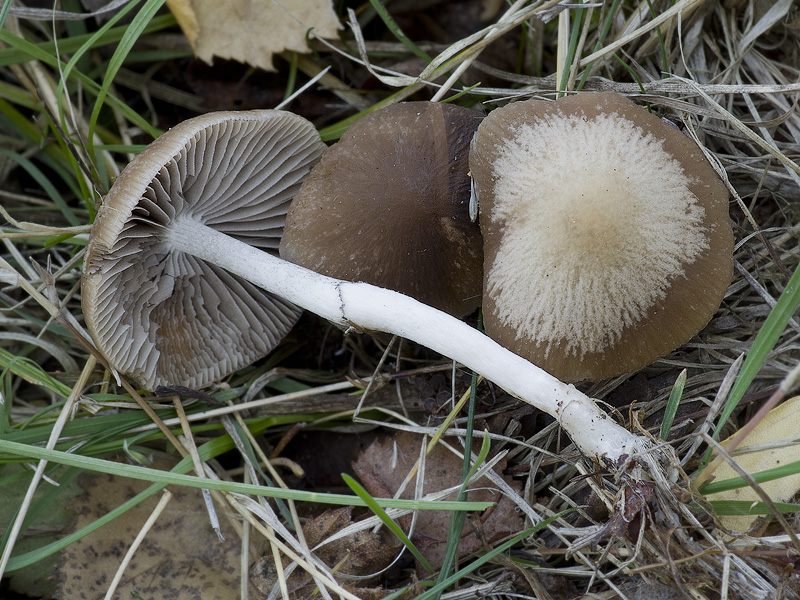 Psathyrella senex